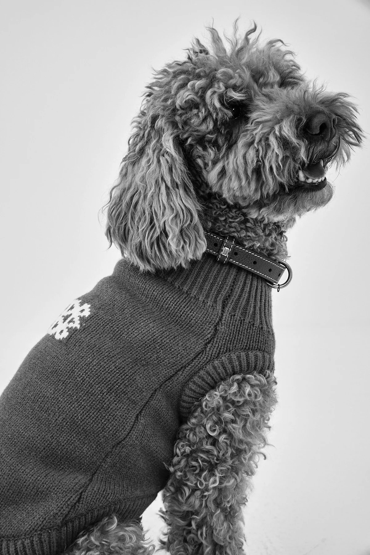Mini Me Dog Intarsia Jumper - Image 3