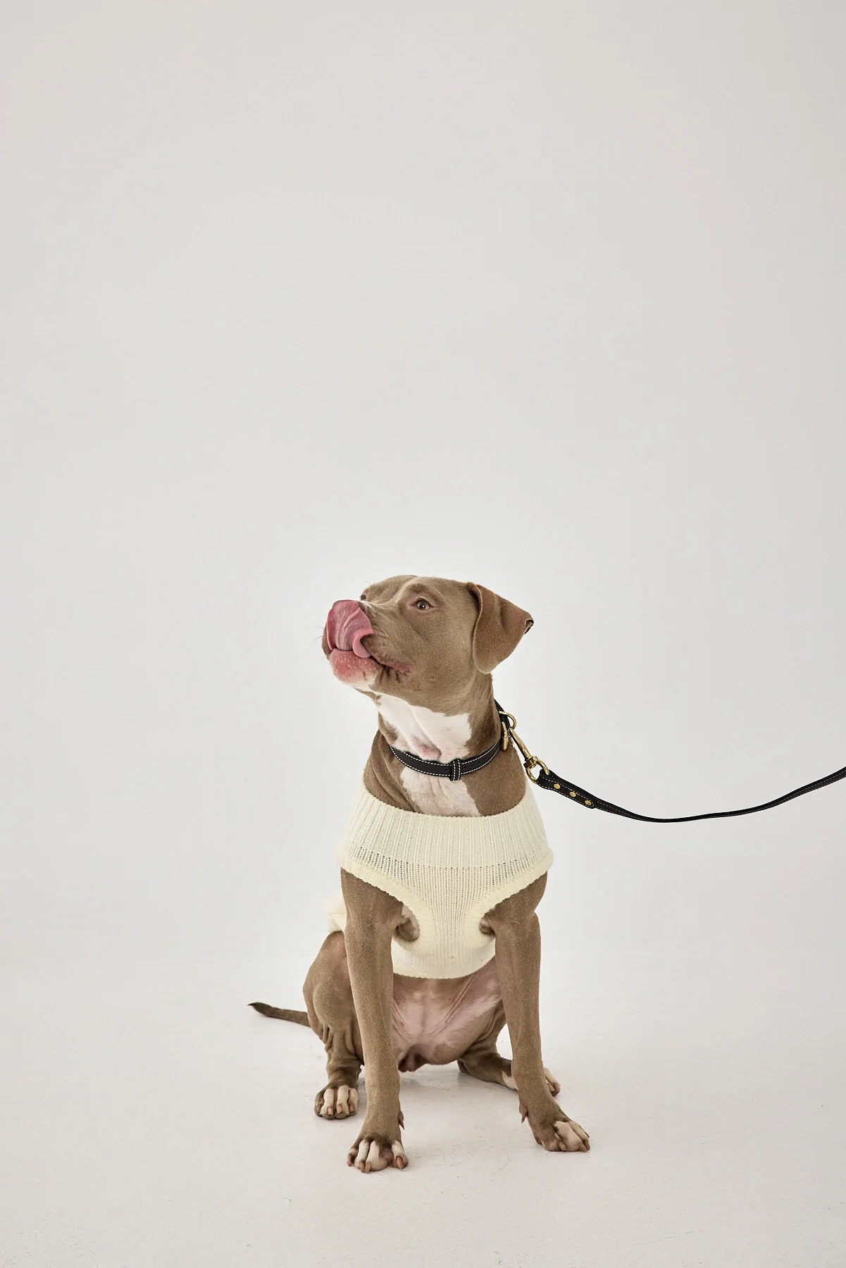 Mini Me Dog Intarsia Jumper - Image 6